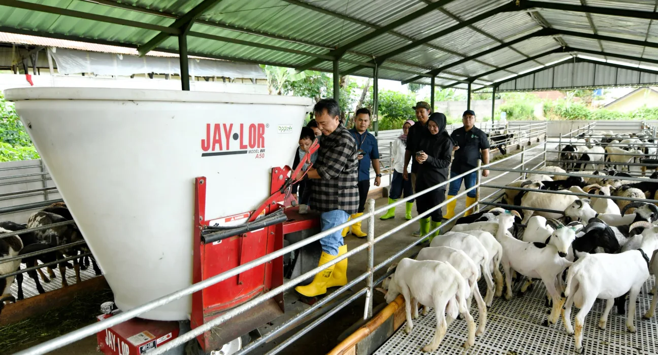 Jabar Tingkatkan Pembibitan Domba Garut