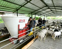 Jabar Tingkatkan Pembibitan Domba Garut