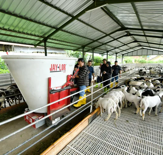 Jabar Tingkatkan Pembibitan Domba Garut
