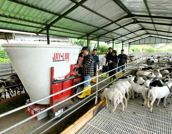 Jabar Tingkatkan Pembibitan Domba Garut
