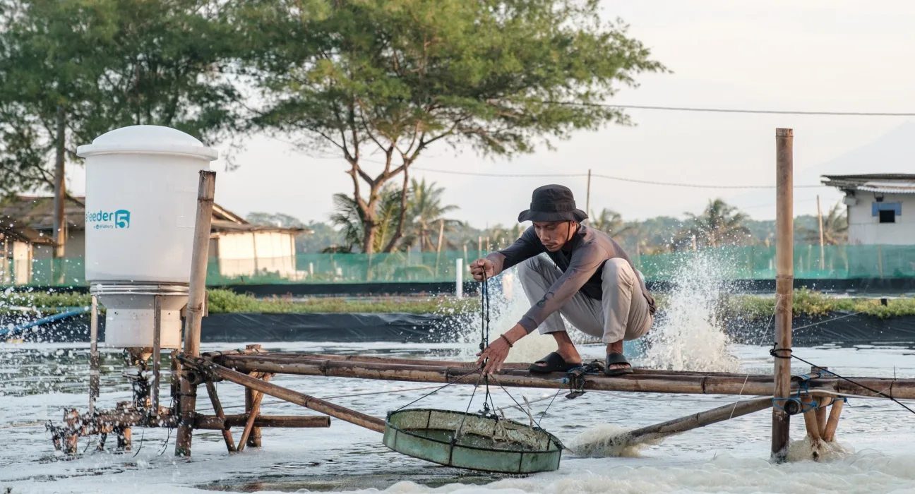Andriyono, seorang petambak udang, sedang memeriksa sisa pakan di salah satu tambak udang miliknya. Foto oleh Fauzy Chaniago untuk Microsoft.