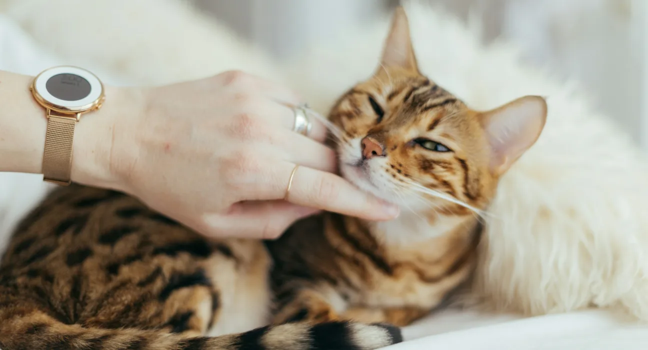 Membelai kucing. Foto oleh Paul Hanaoka di Unsplash