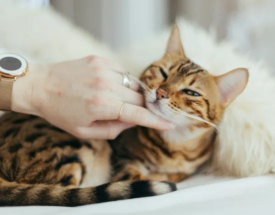 Membelai kucing. Foto oleh Paul Hanaoka di Unsplash
