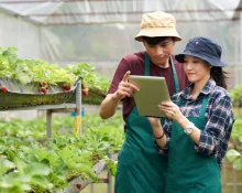 petani milenial, ketahanan pangan, program pemerintah, swasembada pangan, generasi muda